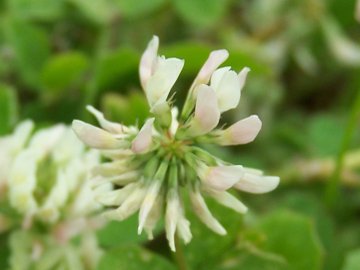 Trifolium nigrescens, Medicago lupulina, Trifolium campestre